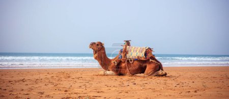 Foto de Camello en la playa- Marruecos - Imagen libre de derechos