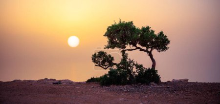 Foto de Hermoso atardecer, árbol de argán en Marruecos - Imagen libre de derechos