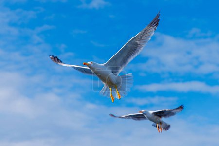 Photo for Two seagulls flying on the blue sky - Royalty Free Image