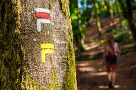 Téléchargez les photos : Marqueur de sentier de randonnée sur un arbre en forêt et randonneuse - en image libre de droit