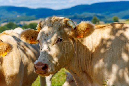 Téléchargez les photos : Adorable vache brune dans le pays - en image libre de droit