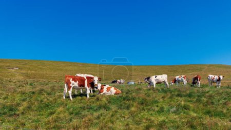 Téléchargez les photos : Troupeau de vaches pastrure dans la prairie - en image libre de droit