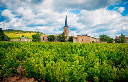 Téléchargez les photos : Cépages et Eglises de Bourgogne - France - en image libre de droit