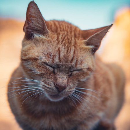Foto de Primer plano en el retrato de gato - Imagen libre de derechos