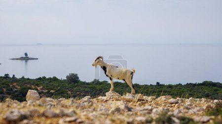 Photo for A goat looks at the sea in Greece - Royalty Free Image