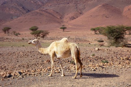 Téléchargez les photos : Jeune chameau dans les steppes - en image libre de droit