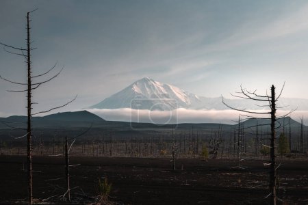 Photo for View of Tolbachik volcano from the Dead Forest and black lava fields in Kamchatka, Russia. Summer landscape. - Royalty Free Image