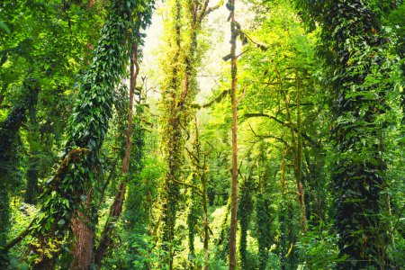 Grüne Bäume im tropischen Wald. Alte tropische Bäume mit grünen Blättern und Reben. Abstrakter Sommer-Natur-Hintergrund. 