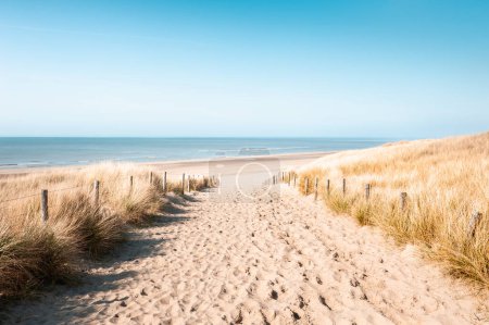 Sandy dunes on the beach in Noordwijk, Netherlands. Beautiful seascape in sunny day. Coast of North sea