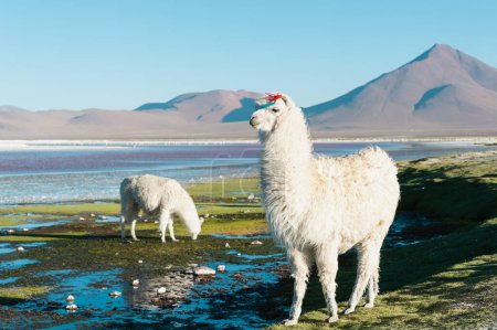 Weiße Alpakas am Ufer der Laguna Colorada in Altiplano, Bolivien. 