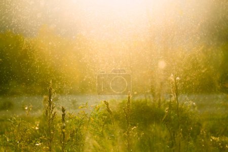 Midges fly over the pond in the forest at sunset. Beautiful summer landscape. Abstract nature background. 