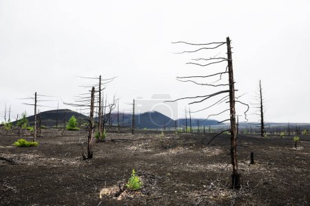 Bosque muerto con árboles secos quemados en campos de lava negra. Zona del volcán Tolbachik en Kamchatka, Rusia. Paisaje verano