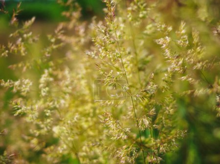 Photo for Agrostis capillaris, the common bent, colonial bent, or browntop,  the grass family. Abstract nature background - Royalty Free Image