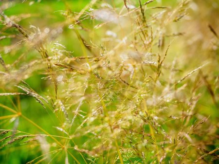 Photo for Agrostis capillaris, the common bent, colonial bent, or browntop,  the grass family. Abstract nature background - Royalty Free Image