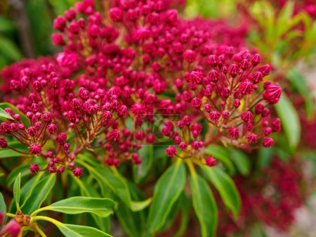 Photo for Mountain laurel, kalmia latifolia or spoonwood, calico bush, flowering plant, close up photo - Royalty Free Image