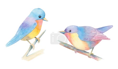 watercolor illustration of two colorful birds on brunches isolated on white background