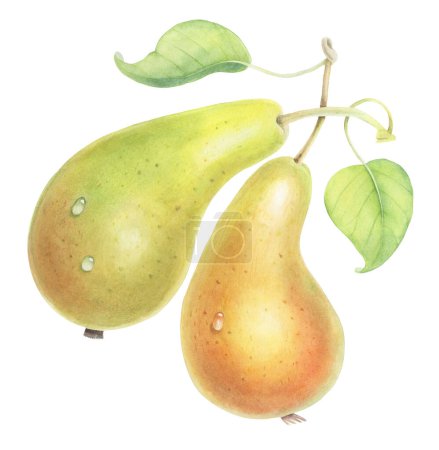 This delightful illustration features two adorable pears, each adorned with glistening water drops, created in a charming hand-drawn watercolor style. The pears are isolated, making them perfect for various design projects.