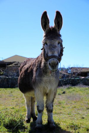 Photo for Funny donkey in the village - Royalty Free Image