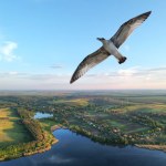 A picture of a gull flying over a picturesque lake