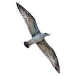 A picture of the flying seagull over white background. Clipping path is included