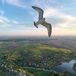 Aerial picture of the village and seagull flying by