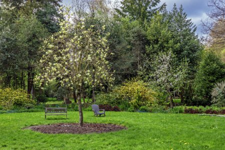 Spring. Resting place at Paulik Neighbourhood Park of Richmond City. Bench under the canopy of  tree on a green lawn with flower beds among flowering shrubs, British Columbia, Canada