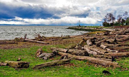 View of the river at low tide. Green meadow with green grass. Dead trees on the shore. Park area on the embankment. Against the backdrop of a stormy sky