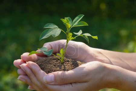 A plant in hands on a green background. Ecology and gardening concept. Nature background.