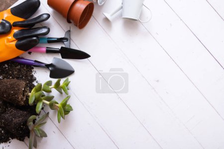 Photo for Home planting concept with copy space. Home plants and the soil, pots and gardening tools flat lay, top view. - Royalty Free Image