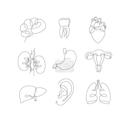 Illustration for Pen line internal organs brain, tooth, heart, kidneys, stomach, uterus, liver, ear, lungs drawing in modern style on white background - Royalty Free Image