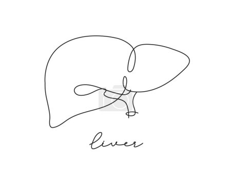 Illustration for Pen line poster liver drawing in pen line style on white background - Royalty Free Image