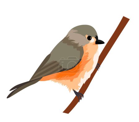 Ilustración de Avian animal, isolated bird sitting on branch, bird in natural habitat. Portrait of cute personage with colorful feather and long tail, sharp beak and small body and weight. Vector in flat style - Imagen libre de derechos