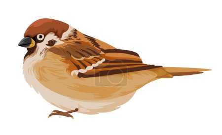 Illustration for Avian animal portrait closeup. Isolated sparrow with brown plumage and feathers. Cute personages with beak and claws, wilderness and fauna of nature. Passer domesticus, vector in flat styles - Royalty Free Image