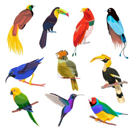 Ilustración de Exotic and tropical avian animals sitting on branches. Isolated parrots and Colibri species, fauna of jungles and forests by seaside. Colorful birds with plumage and beaks. Vector in flat style - Imagen libre de derechos