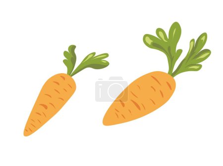 Illustration for Organic and natural vegetables from farm, isolated carrots with foliage and leaves. Healthy dieting and nourishment, nutrition and balanced eating, detoxing and tasty meal. Vector in flat style - Royalty Free Image