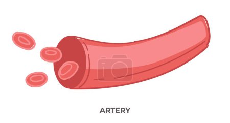 Illustration for Medicine and anatomy, health care and treatment. Isolated artery with inscription, isolated blood vessel. Science and checking up. Circulatory system and cardiovascular. Vector in flat style - Royalty Free Image