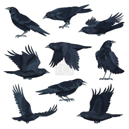 fliegendes und sitzendes schwarzes Vogeltier, isolierte Krähe oder Rabe mit schwarzem Gefieder und breiten Flügeln. Abgelegene Tierwelt und Tierwelt, Wildnis und Fauna. Vektor im flachen Stil