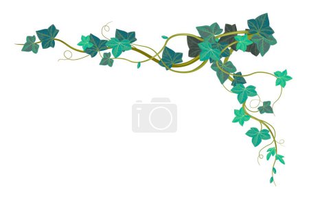 Illustration for Hedera exotic climbing plant with evergreen foliage and leaves. Isolated ivy flower with stem and branches, twigs and flora. Botany and nature biodiversity, corner design. Vector in flat style - Royalty Free Image