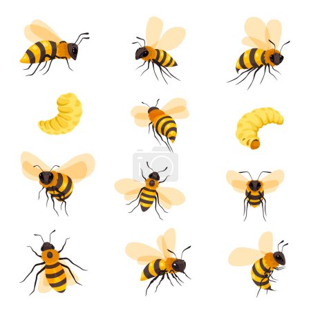 Ilustración de Apicultura y apicultura, variedad de abejas aisladas, larvas y abejas cultivadas. Apiario y abejas insectos de jardín producen néctar dulce y miel, gusanos y animales voladores. Vector en ilustración de estilo plano - Imagen libre de derechos