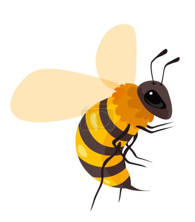 Honeybee portrait or drawing in closeup, isolated bee or wasp with wings and legs. Apiary bee garden culture and industry with producing honey and sweet nectars. Vector in flat style illustration