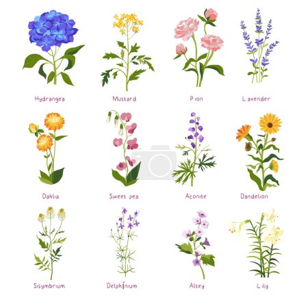Illustration for Wildflower and herbs in blossom, blooming flowers of different types used in medicine. Mustard and lavender, poon and dahlia, aconite and dandelion, delphinium and lily. Vector in flat style - Royalty Free Image