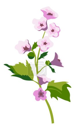 Illustration for Blossoming althaea officinalis flower, florist composition isolated bouquet. Medicinal herbs and bunch botany for treatment and remedy. Health and relaxing or detoxification. Vector in flat style - Royalty Free Image