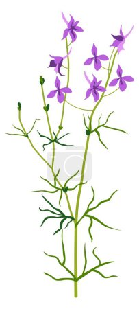 Illustration for Aromatic matthiola flower in blossom, delphinium flora blooming and flourishing. Isolated bouquet florist composition in shop or store. Growing plant in garden for selling. Vector in flat style - Royalty Free Image