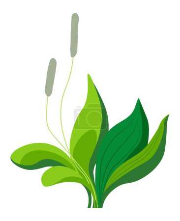 Illustration for Grass with lush foliage and greenery, isolated plantain with leaves and blossom. Blooming flower decoration for park, outdoor orchard or yard. Herb for health and medicine. Vector in flat style - Royalty Free Image
