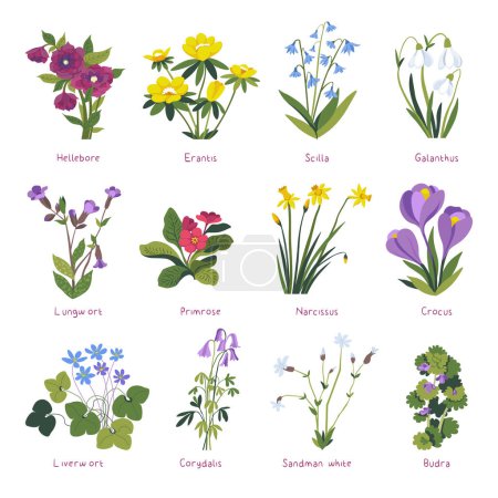 Flowers and plants in blossom, blooming spring flora. Isolated crocus and primrose, erantis and scilla, hellebore and narcissus, crocus and budra. Corydalis and sandman white. Vector in flat style