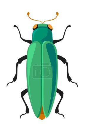 Illustration for Metallic wood-boring beetles, isolated insects species and types. Bug buprestidae jewel with legs and antennae, flatheaded borers beetles. Natural biodiversity and wilderness. Vector in flat style - Royalty Free Image