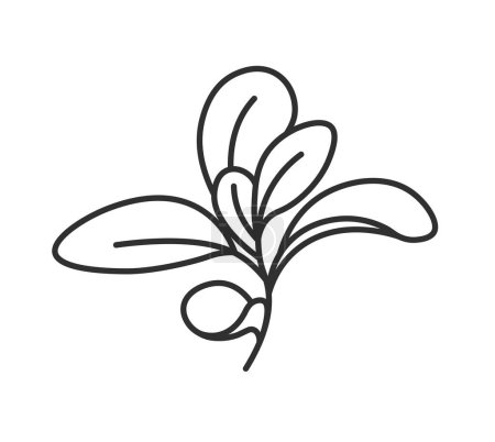 Illustration for Minimalist marjoram drawing, perennial herbs for cooking and preparing dishes. Isolated icon of leavy plant with stem and aromatic fragrance. Monochrome outline sketch. Vector in flat styles - Royalty Free Image