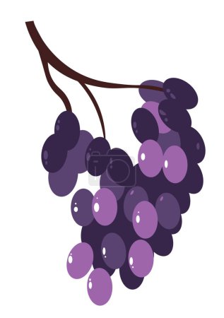 Illustration for Organic natural grapes from ecological farm. Useful food products with antioxidants, contributing to healthy lifestyle. Ingredient for preparation of exclusive wines, and juices. Vector in flat style - Royalty Free Image
