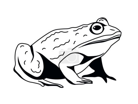 Ein nachdenklicher Frosch mitten im Krächzen, Vektor-Illustration in einem klaren linearen Stil, isoliert auf weiß.