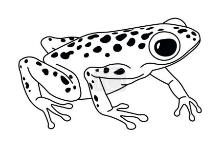 An alert spotted frog looking forward, vector illustration in lineart style, isolated on white.